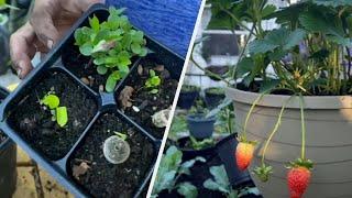 How To Grow Your Own Food