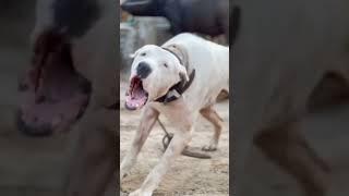 Most Aggressive Pakistani bully dog transformation  #shorts #jaishreeram (2m)+