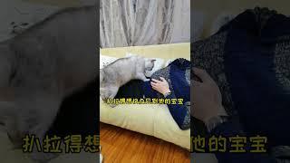 假装怀孕，看小猫的反应#shorts #cat #cats