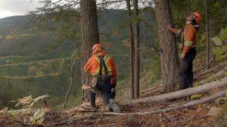 Supervision in Manual Falling: Supervising to the Level of Risk | WorkSafeBC