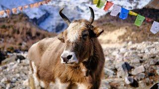 Ambient Silent Hiking with Animals of the Himalayas