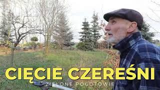 Cięcie czereśni