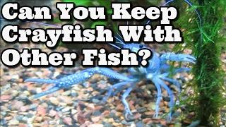 Can You Keep Crayfish With Other Fish? + Advice If You Do