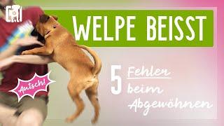 Welpe beißt - Mach keinesfalls diese 5 Fehler!