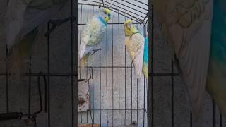 أجمل أصوات الطيور