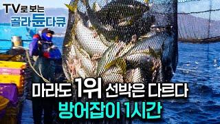 방어 추격 14시간! 마라도 방어 어획 1위 배에 탔더니 다르긴 다르다. 60년 경력 선장의 남다른 방어잡이｜한국기행｜#골라듄다큐