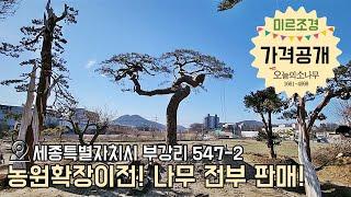 (가격공개댓글) 소유주 직거래[미르조경]소나무,향나무,특수목ㅣ광고문의 : 오늘의 소나무 1661-4998