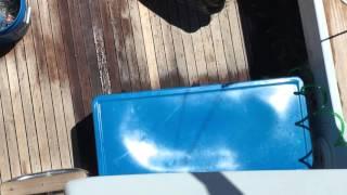 Sea lion boarding our boat.