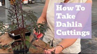 How to Take Dahlia Cuttings Like a Pro: Step-by-Step Guide!