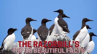 Razorbills  | Top 10 beautiful facts