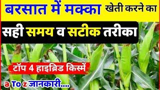 बरसात मक्का की खेती कब और कैसे करें | Makka ki kheti | Hybrid maize | Makka ki hybrid kisme