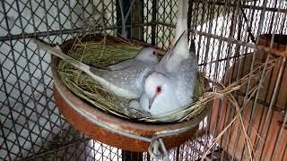 Diamond dove hatching eggs