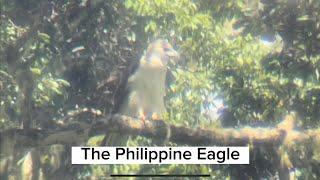 The Philippine Eagle #PhilippineEagleWeek #PhilippineEagleWatching