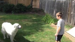 How to calm a Great Pyrenees