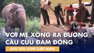 Giải cứu động vật - Voi mẹ cầu cứu đám đông khi voi con gặp nạn và cuộc giải cứu thành công