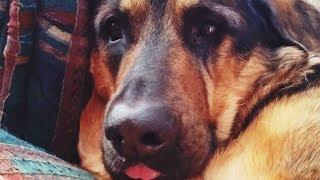 Funny German Shepherd - Getting Extremely Jealous