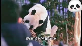 旅韩熊猫乐宝，作为美食家的愁与乐 #熊猫  #福宝 #panda