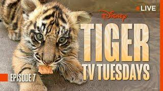 Tiger Tuesday Live! Watch Bakso Grow & Explore His Backstage Habitat at Disney’s Animal Kingdom