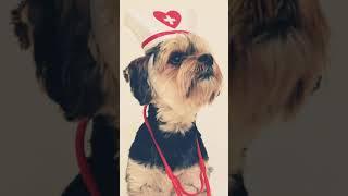 Doctor puppy funny video  #shorts