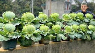 Grow Cabbage & Celery Without A Garden - This Method Is Surprisingly Simple!