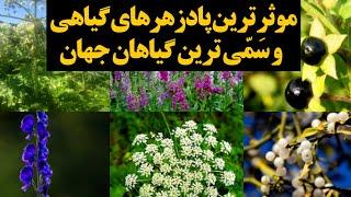 سمی ترین گیاهان جهان و موثرترین داروهای گیاهی برای رفع مسمومیت