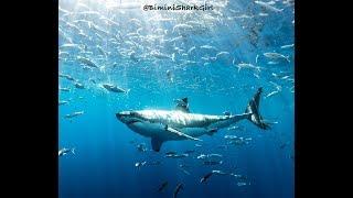 Sharks4Kids White Shark Expedition 2018