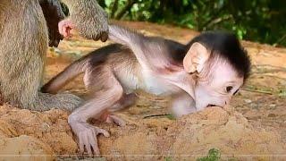 MG, Baby Mirano Eating Soil | Real Primate