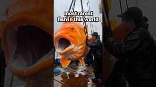 Most expensive fish in the world #travel #explore #adventure #nature #tiktok #vlog#sky#vlogger#fish