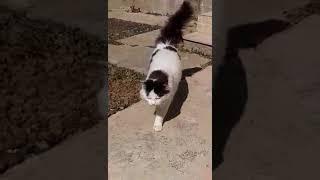 Miuw the cat-  funny cat video