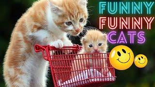 2 HOUR BEST FUNNY CATS COMPILATION 2023 | The Best Funny And Cute Cat Videos 9 ! 