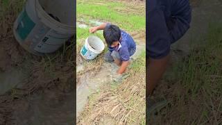 Best fishing video! smart fisherman catch fish at field by hand skills #shots #topfishing