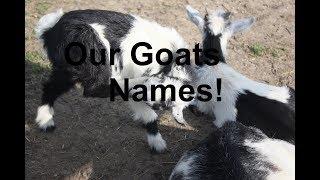 Our Goats Names