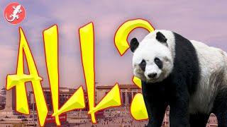 How China Owns Every Panda In The World (Except One)