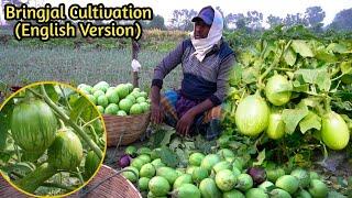 Awesome Brinjal Cultivation In Bangladesh || How poor Farmers Cultivation Eggplant || Farm BD.