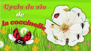 La coccinelle Cycle de vie - Animation pour les Enfants (oeuf, larve, coccinelle) 