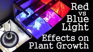 Experiment: Red Light vs Blue Light -How Spectrums Affect Plant Growth- LED vs CFL