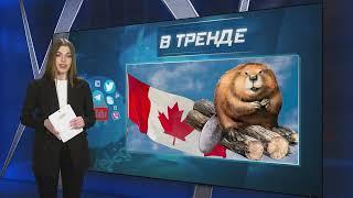 Боевые бобры из биолабораторий Америки уже в россии! | В ТРЕНДЕ