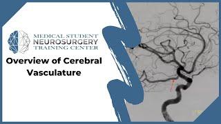 Overview of Cerebral Vasculature