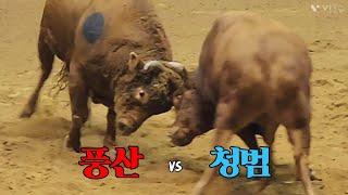 #풍산(홍) vs #청범(청), 풍산 1R 승 #청도소싸움왕중왕전 16강전 49/1 을11 (241207)