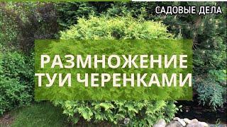 Размножение туи черенками | САДОВЫЕ ДЕЛА #размножениетуичеренками #размножениетуи #черенкованиетуи