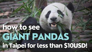 KEELUNG to TAIPEI: How to see PANDAS for less than $10