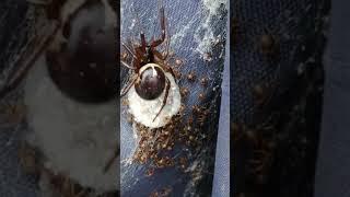 False widows hatch