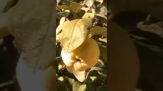 FOOD FOREST QUINCE FRUIT TREE