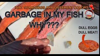 WINTER STEELHEAD, GARBAGE IN FISH! WHY?SALMON AND MORE FISH DYING! DULL EGGS! #fishing #steelhead