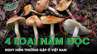 4 Loại Nấm Độc Nguy Hiểm Thường Gặp Ở Việt Nam |SKĐS