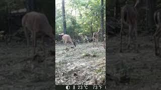 Big Buck reminds another Big Buck whose the Boss