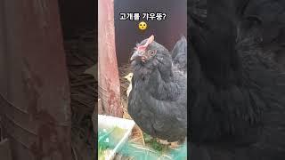 카메라맨 경계하는? 암탉🫢고개를 갸우뚱하며 쳐다봐새끼 병아리 잘 있는지 쳐다봐a cameraman-wary hen