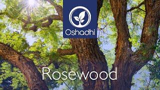 Rosewood (Aniba rosaeodora) | Essential-Oil-Plant Portrait by Dr. Malte Hozzel