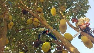 Quá sót, Cưa bỏ những cây Mít siêu trái / Too late, Sawing off the super fruit Jackfruit trees |T886