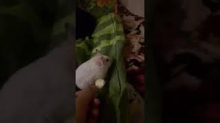 Обиженная Сонька...